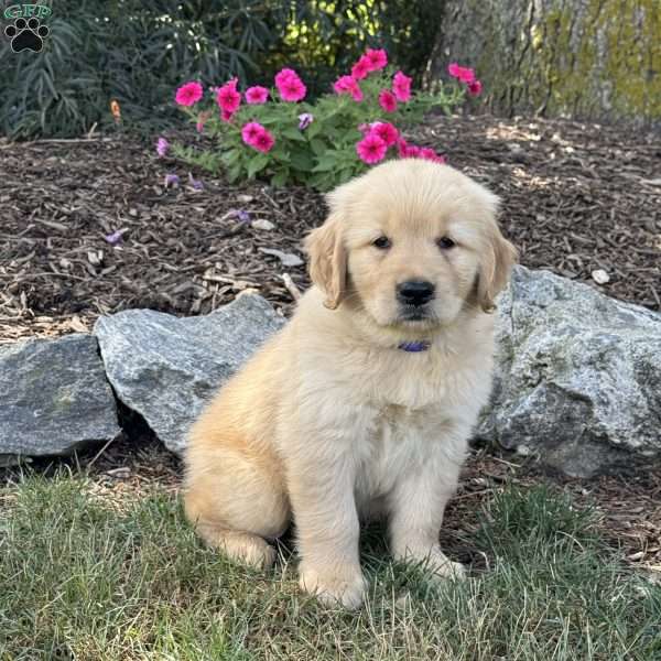 Flash, Golden Retriever Puppy