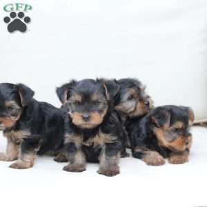 Chloe, Yorkie Puppy