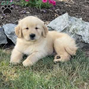 Flash, Golden Retriever Puppy