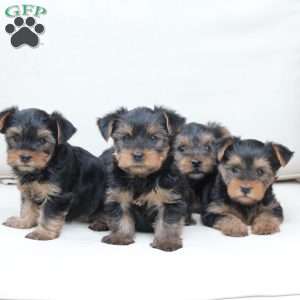 Olive, Yorkie Puppy
