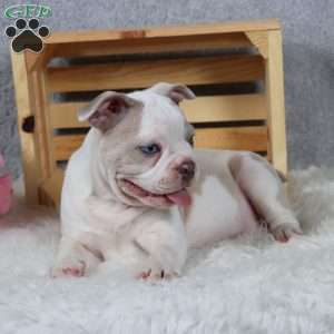 Domino, Frenchton Puppy
