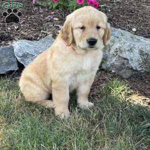 Fancy, Golden Retriever Puppy