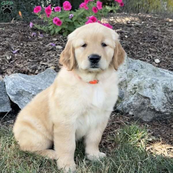 Fancy, Golden Retriever Puppy