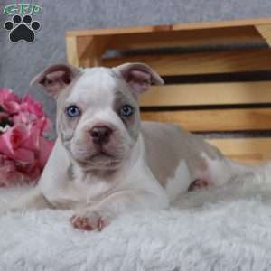 Domino, Frenchton Puppy