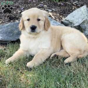 Fancy, Golden Retriever Puppy