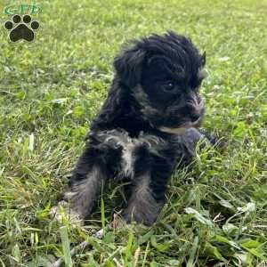Everest, Miniature Schnauzer Puppy