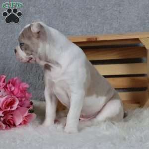Domino, Frenchton Puppy