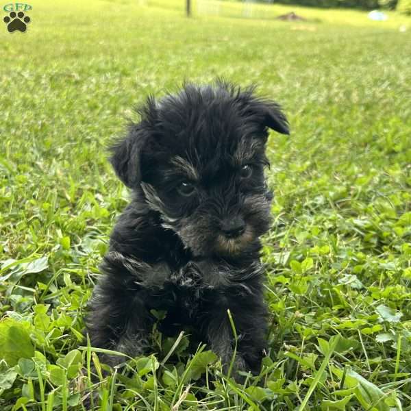 Ezekiel, Miniature Schnauzer Puppy
