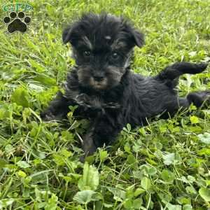 Ezekiel, Miniature Schnauzer Puppy