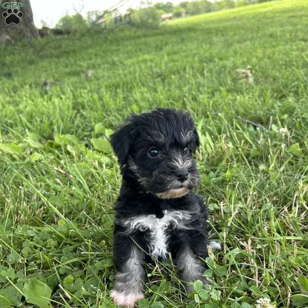 Everest, Miniature Schnauzer Puppy