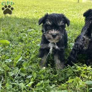 Emma, Miniature Schnauzer Puppy