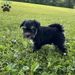 Emma, Miniature Schnauzer Puppy