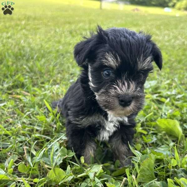 Emma, Miniature Schnauzer Puppy
