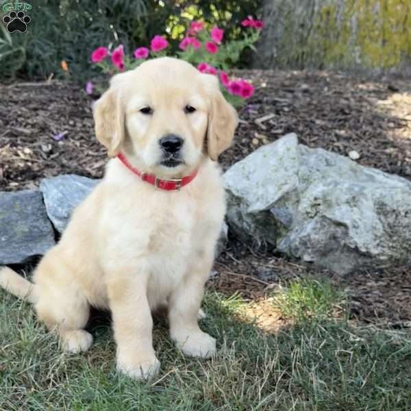 Flower, Golden Retriever Puppy