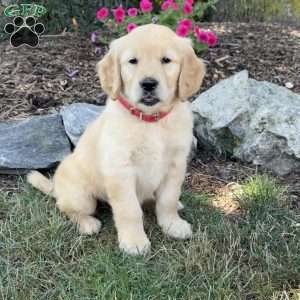 Flower, Golden Retriever Puppy