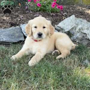Flower, Golden Retriever Puppy