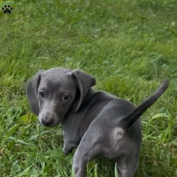 Delilah, Dachshund Puppy