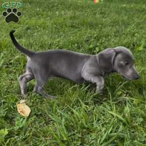 Delilah, Dachshund Puppy