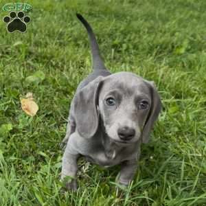 Delilah, Dachshund Puppy