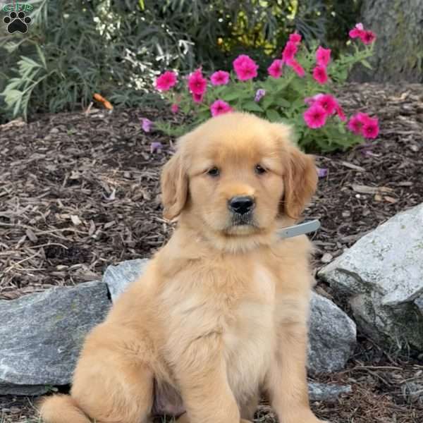Felicia, Golden Retriever Puppy
