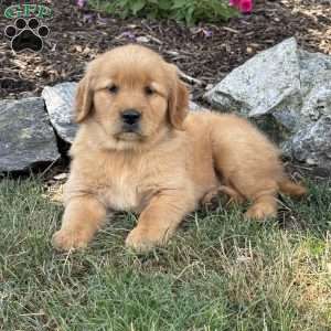 Felicia, Golden Retriever Puppy