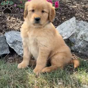 Felicia, Golden Retriever Puppy