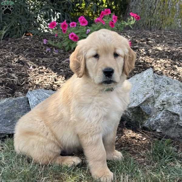 Fido, Golden Retriever Puppy