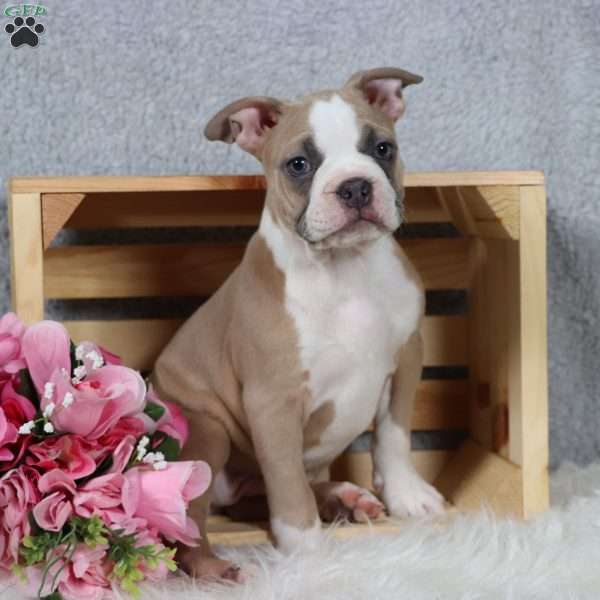 Stormy, Frenchton Puppy
