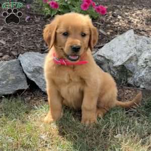 Lilly, Golden Retriever Puppy