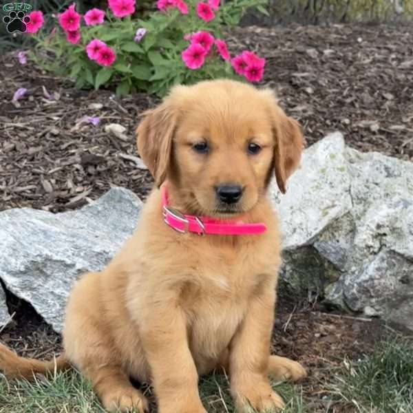 Lilly, Golden Retriever Puppy