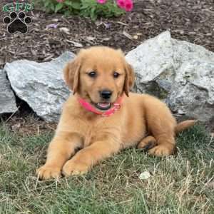 Lilly, Golden Retriever Puppy