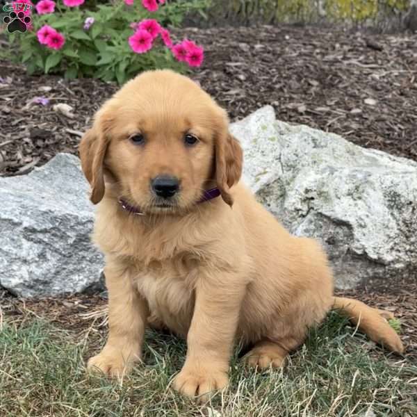 Levi, Golden Retriever Puppy