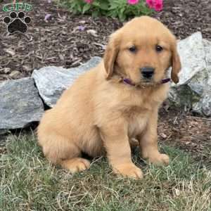Levi, Golden Retriever Puppy