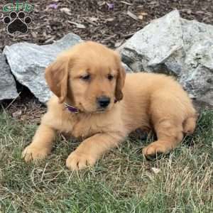 Levi, Golden Retriever Puppy