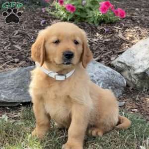 Lester, Golden Retriever Puppy