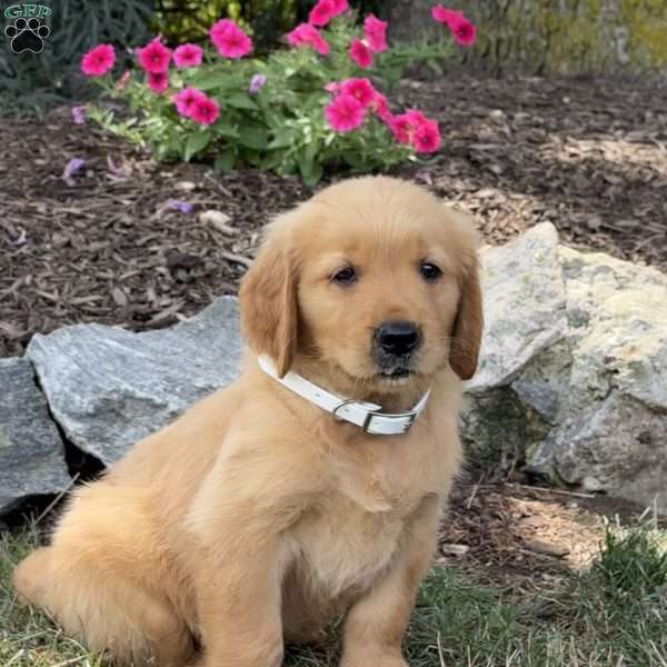 Lester, Golden Retriever Puppy