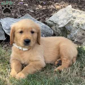 Lester, Golden Retriever Puppy