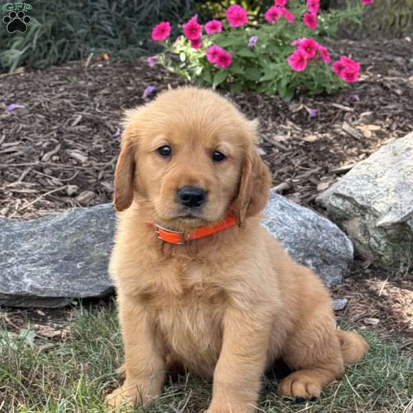 Lewis, Golden Retriever Puppy