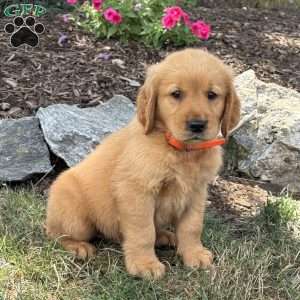 Lewis, Golden Retriever Puppy