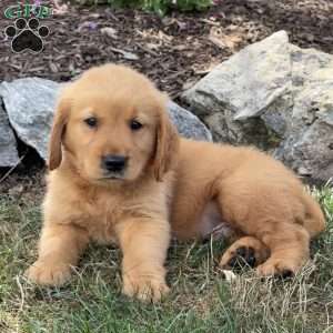 Lewis, Golden Retriever Puppy