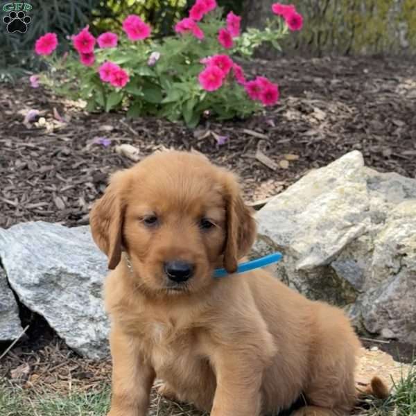 Linus, Golden Retriever Puppy