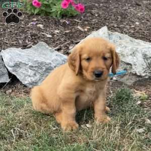 Linus, Golden Retriever Puppy