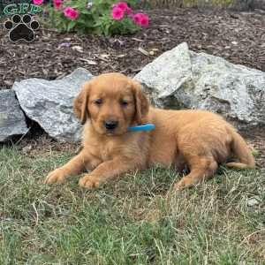 Linus, Golden Retriever Puppy