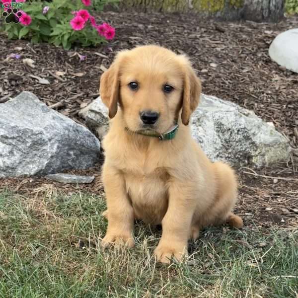 Larry, Golden Retriever Puppy