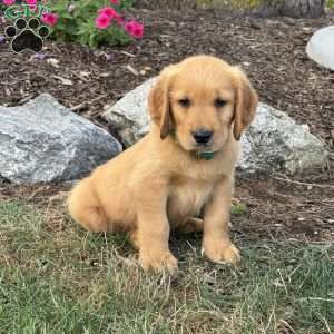 Larry, Golden Retriever Puppy