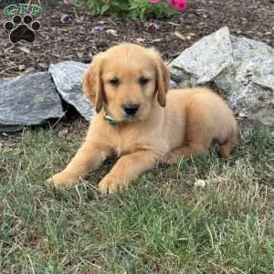Larry, Golden Retriever Puppy
