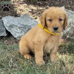 Logan, Golden Retriever Puppy