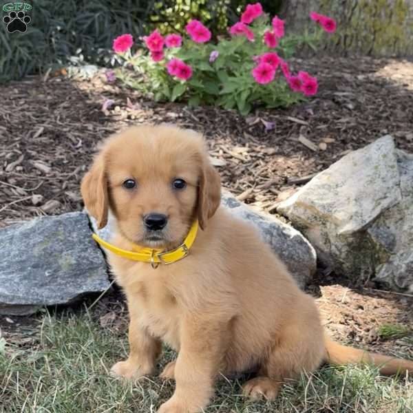 Logan, Golden Retriever Puppy