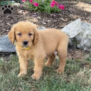 Logan, Golden Retriever Puppy