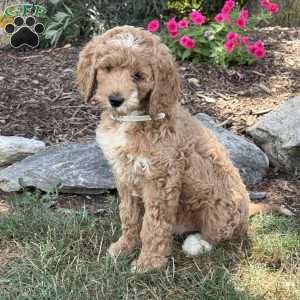Pinky, Goldendoodle Puppy